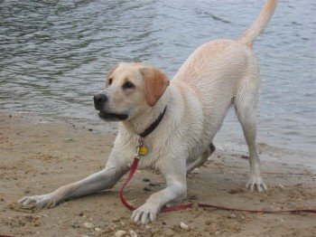 dog crouching in "play bow"—forelegs on ground, rump up, head up, tail wagging